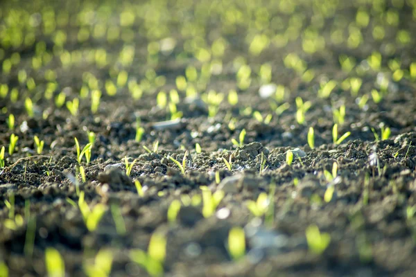 Corn seedlings — Stock Photo, Image