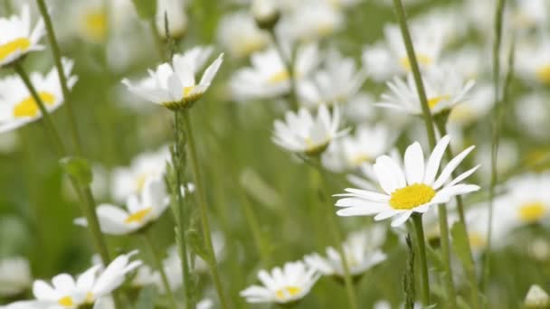 Margueritas — Vídeos de Stock