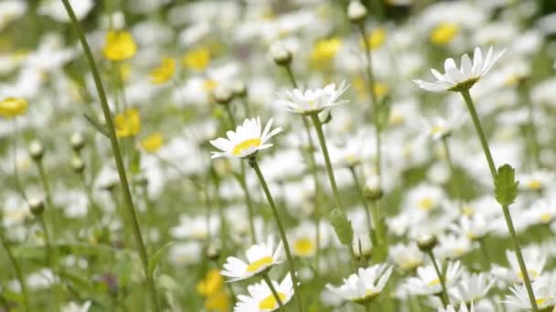 Marguerites