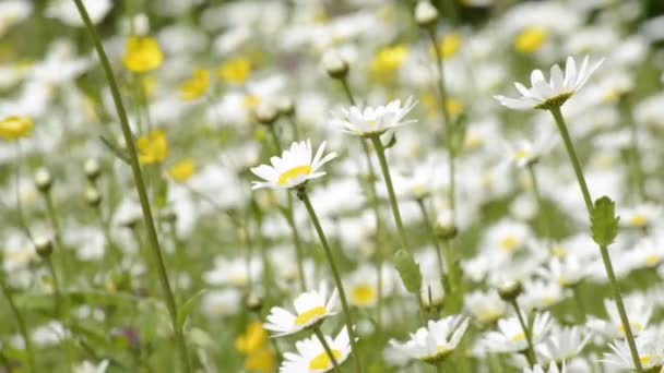 Margueritas — Vídeos de Stock