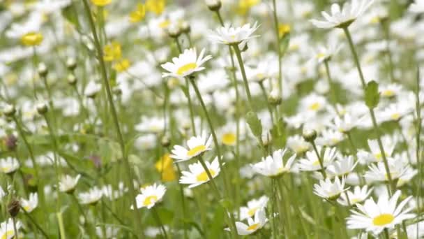 Marguerites