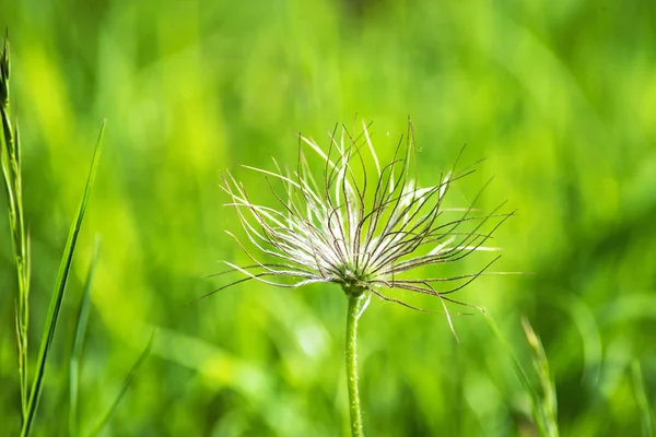 Pasqueflower meyve ile — Stok fotoğraf