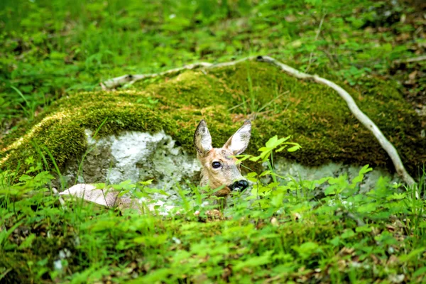 Deer hidden in a forest — Stock Photo, Image