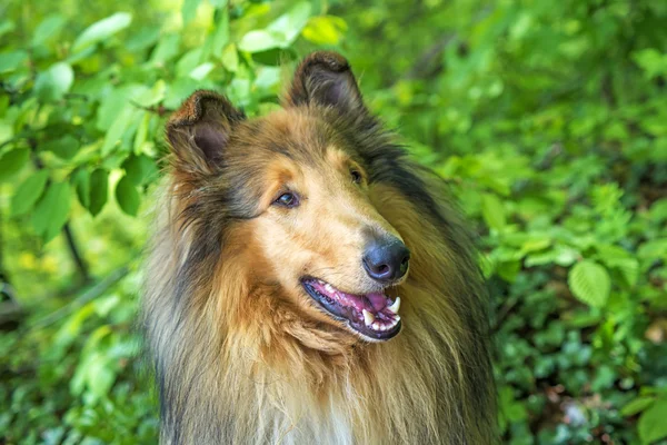 Collie. — Foto de Stock