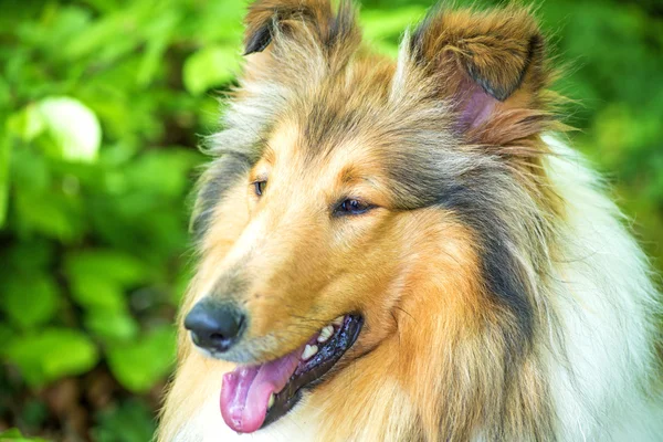 Collie. — Foto Stock