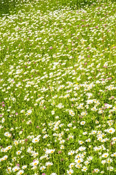 Meadow with marguerites — Stock Photo, Image