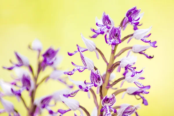 Wild orchids in Germany — Stock Photo, Image