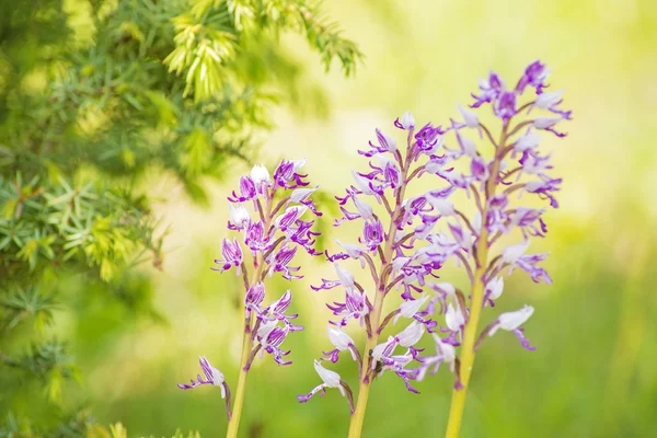 Wild orchids in Germany — Stock Photo, Image