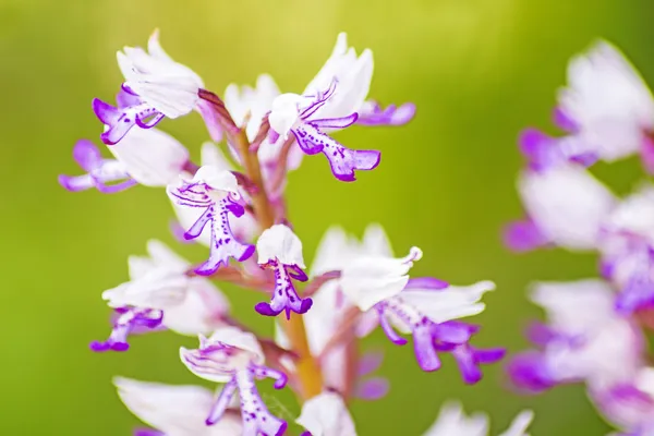 Wild orchids in Germany — Stock Photo, Image