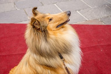 kırmızı halı üzerinde oturan collie köpek