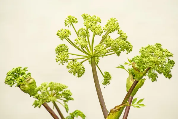 Angelica medicine plant and food — Stock Photo, Image