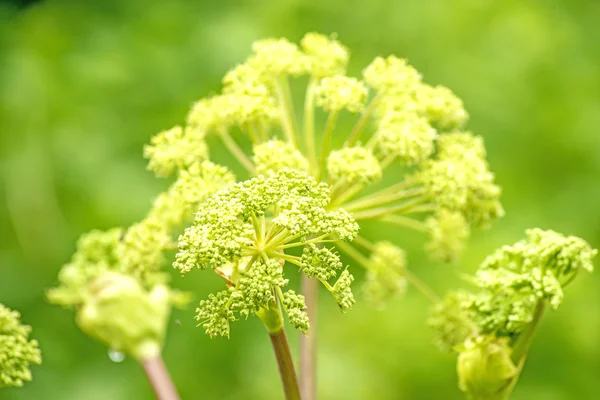 Angélica planta medicinal y alimentos —  Fotos de Stock