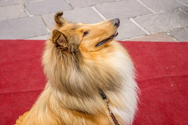 Kolie pes sedí na červeném koberci — Stock fotografie