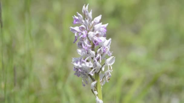 Orquídeas silvestres — Vídeos de Stock