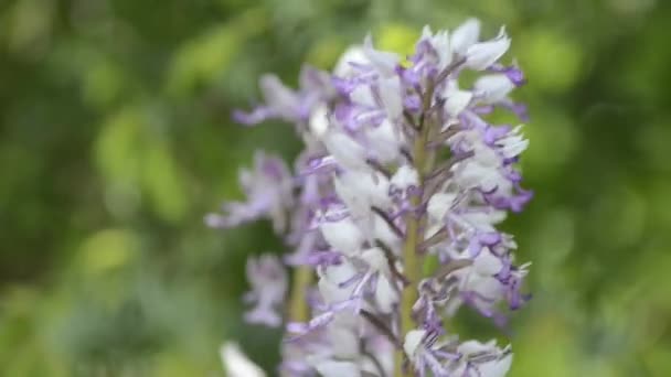 Vilda orkidéer — Stockvideo