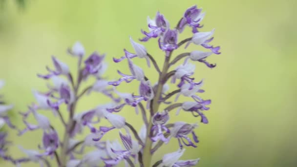 Orquídeas selvagens — Vídeo de Stock