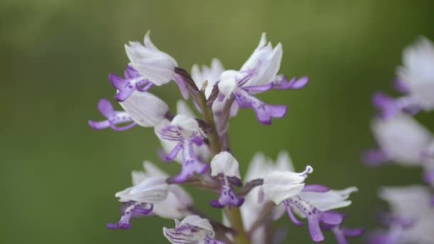 Orquídeas selvagens — Vídeo de Stock