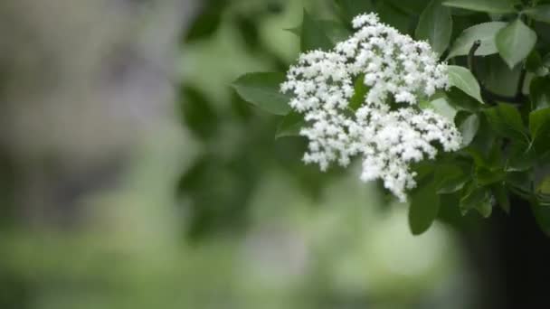 Yaşlı berry — Stok video