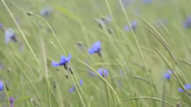 Flores de maíz — Vídeos de Stock