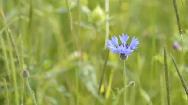 Bleuets 