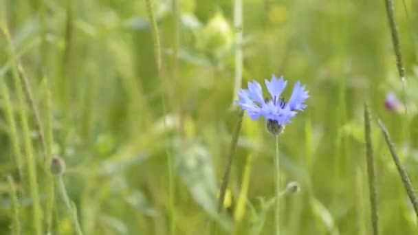 Flores de maíz — Vídeos de Stock