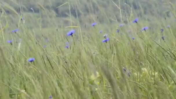 Cornflowers — Stok Video