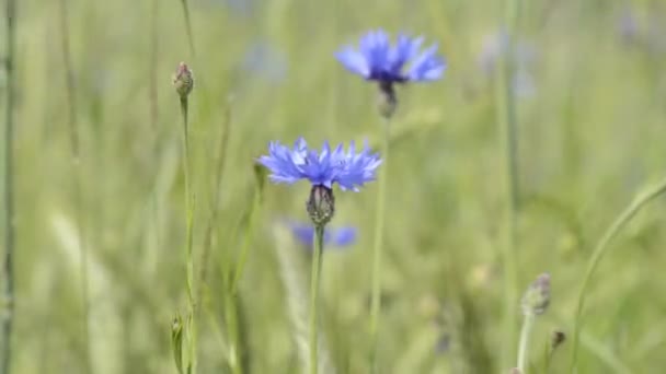 Flores de maíz — Vídeos de Stock