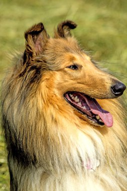 Amerikan, erkek, safkan collie köpek