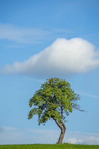 구름 나무 — 스톡 사진