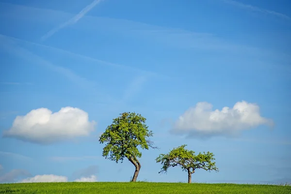 Ağaç bulutlar ile — Stok fotoğraf