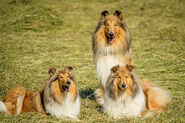 Groupe de trois chiens collie — Photo