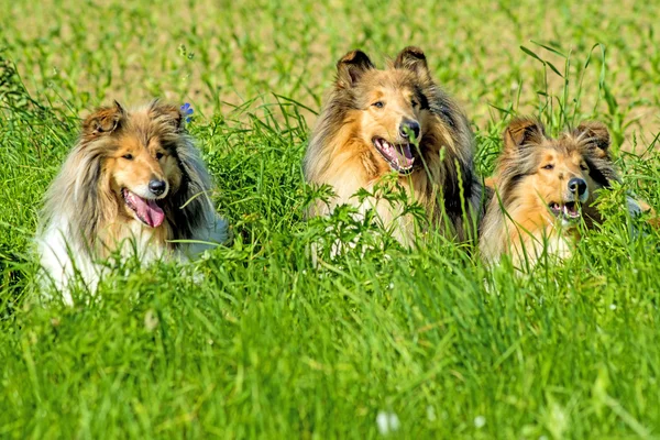 Grupp av tre collie hundar — Stockfoto