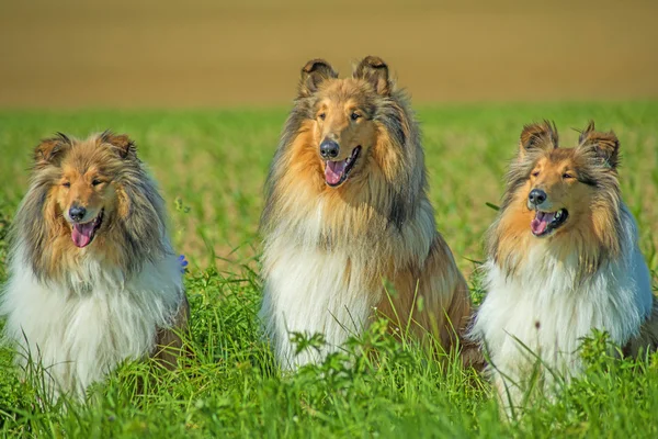 Group of three collie dogs — Stock Photo, Image