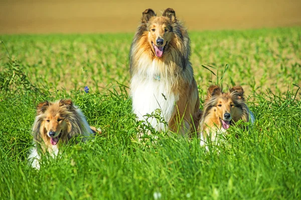 Grupo de três cães collie — Fotografia de Stock