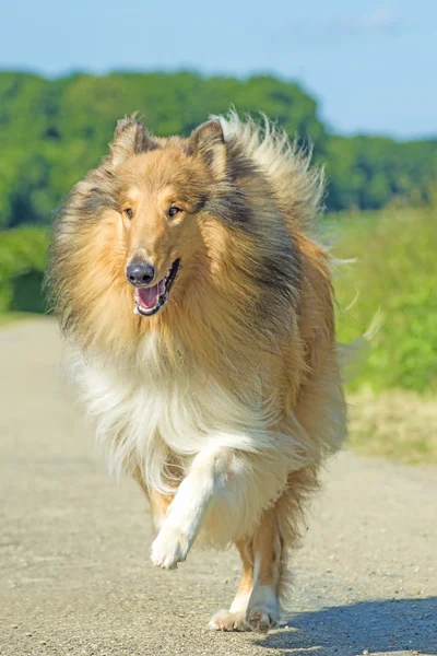 Collie running — Stock Photo, Image