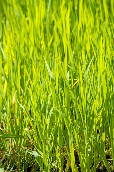 Energi anläggningen szarvasi-1 gräs — Stockfoto