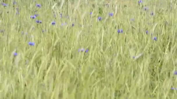 Cornflowers — Stock Video