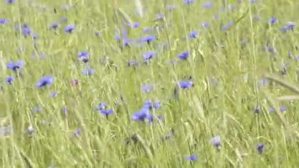 Bleuets 