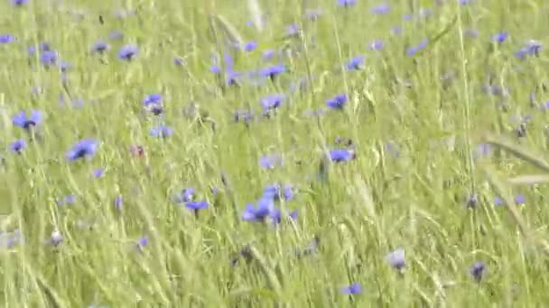 Korenbloemen — Stockvideo