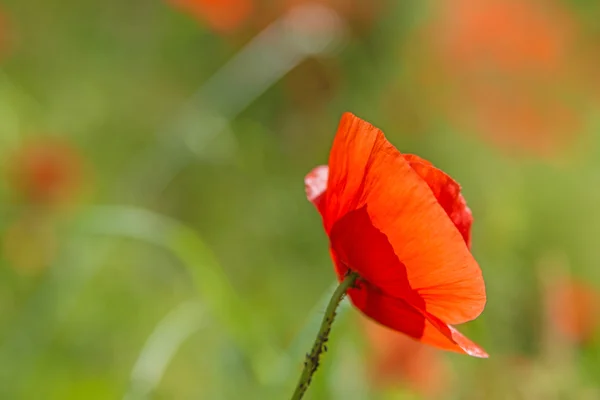 Röd vallmo — Stockfoto