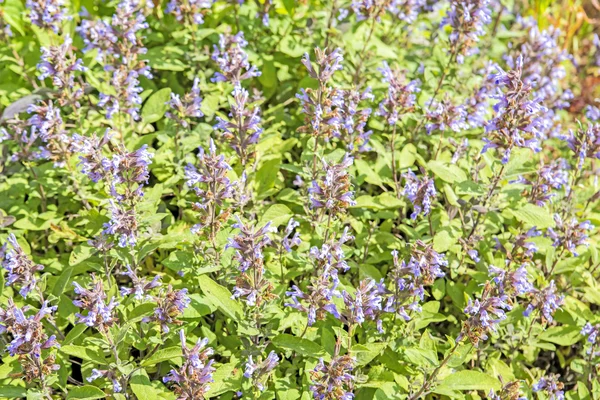 Salvia, Salvia officinalis — Foto de Stock