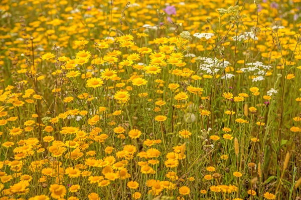 Yellow flowers on a meadow — Stock Photo, Image