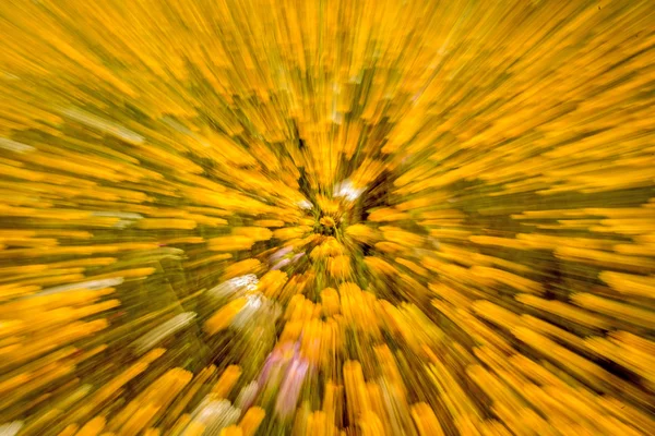 Żółte kwiaty z efektem powiększenia — Zdjęcie stockowe