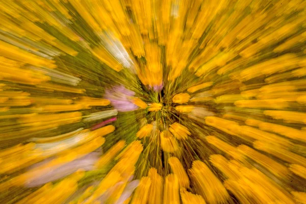 Yellow flowers with zoom effect — Stock Photo, Image