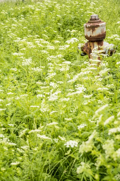 Bir çayır çiçeklerle gizlenmiş hidrant — Stok fotoğraf