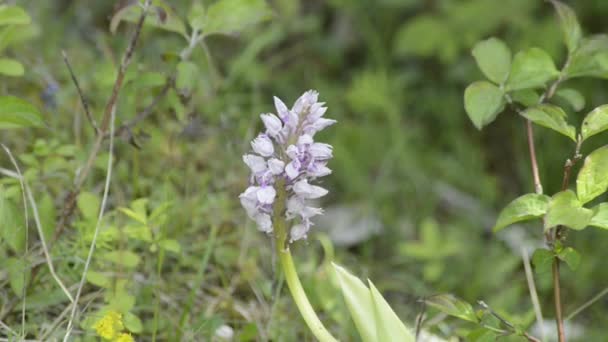 Orquídeas selvagens da Alemanha — Vídeo de Stock