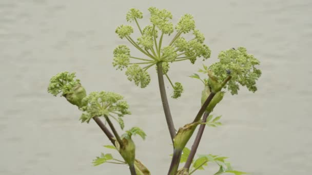 Angelica, plante médicinale — Video