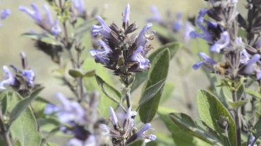 adaçayı, şifalı bitki