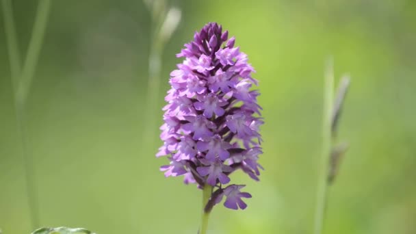 Vilda orkidéer i Tyskland — Stockvideo