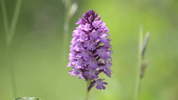 Orquídeas selvagens da Alemanha — Vídeo de Stock